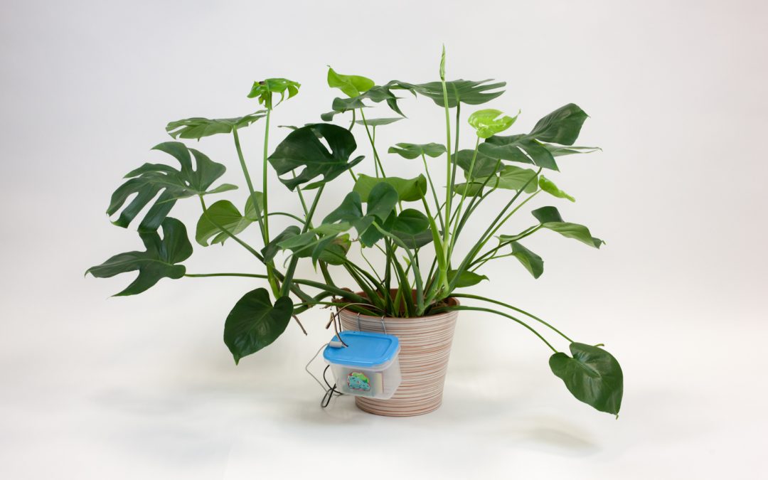 Peter – the Smart Plant