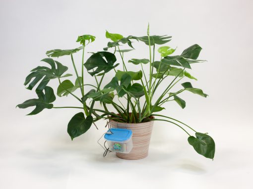 Peter – the Smart Plant