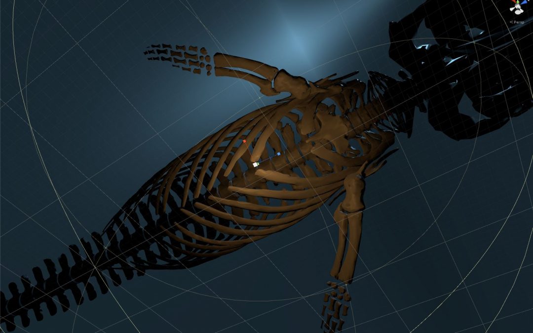 Einen Finnwal in Virtual Reality interaktiv erlebbar machen